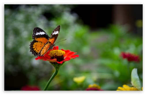 Download Beautiful Butterfly On Flower UltraHD Wallpaper