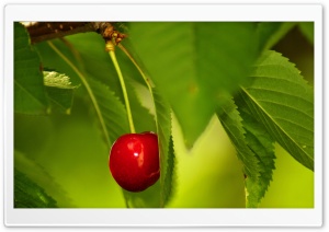 Cherry Fruit Tree