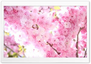 Prunus Flowers