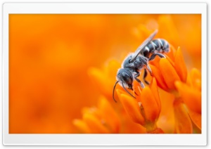 Bee, Orange Flowers, Macro