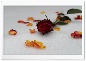Roses In Snow