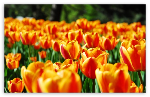 Download Tulips UltraHD Wallpaper