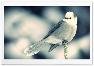 White Little Bird