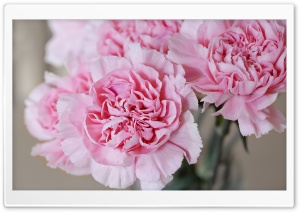 Light Pink Carnations Flowers