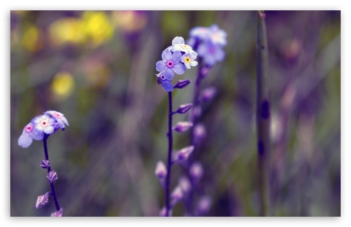 Download Blue Small Flowers, Bokeh UltraHD Wallpaper