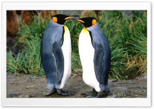 Couple Of King Penguins