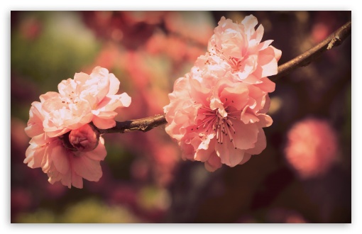 Download Pink Prunus Flowers UltraHD Wallpaper