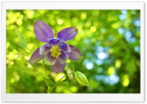Columbine Flower, Green Bokeh...