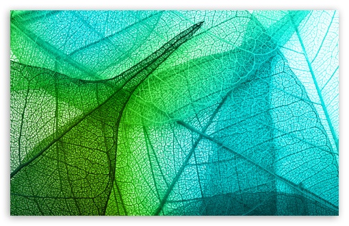 Download Transparent Leaves UltraHD Wallpaper