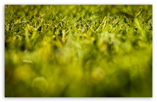Download Fresh Grass UltraHD Wallpaper