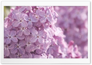 Pink Lilac Flowers