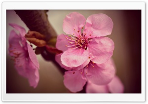 Japanese Cherry Blossoms Macro