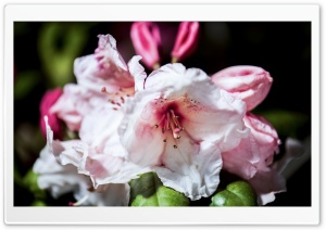 Rhododendron Flowers Macro