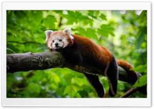 Cute Red Panda