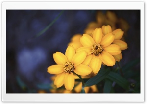 Beautiful Yellow Flowers