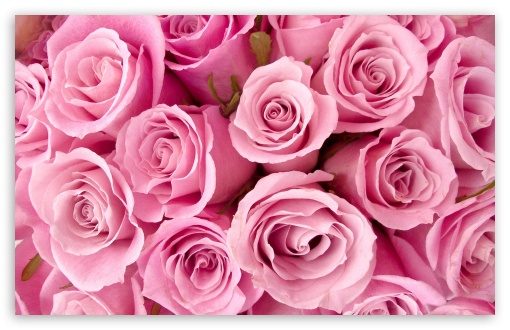 Download Pink Roses Close-up UltraHD Wallpaper