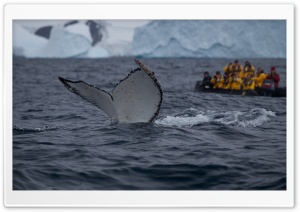 Humpback Whale Tail Slaps