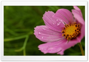 Cosmos Flower