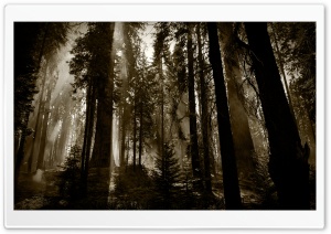 Fuming Redwoods
