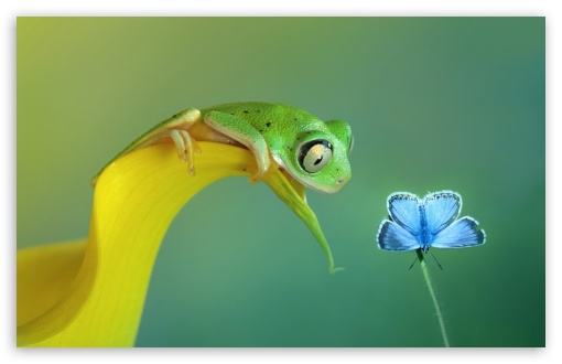 Download Cute Frog UltraHD Wallpaper