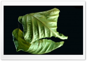 Dry Green Leaf
