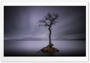 Lone Tree, Calm Water Lake,...