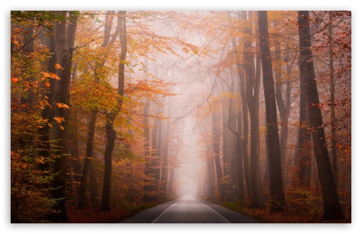 Download Golden Autumn Scene, Road UltraHD Wallpaper