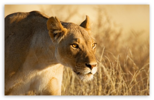 Download Hunting Lioness UltraHD Wallpaper