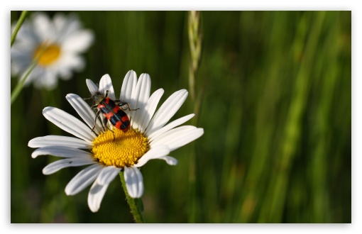 Download Daisy And Insect UltraHD Wallpaper