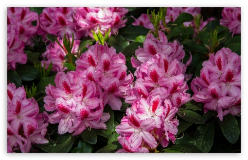 Download Blooming Flowers UltraHD Wallpaper