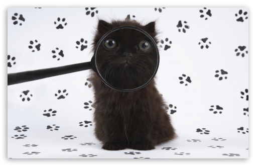 Download Inspector Cat UltraHD Wallpaper