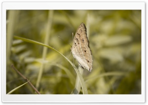 Butterfly Pale Grass Green