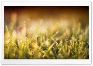 Blurred Grass