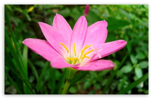 Download A Unknown Pink Flower UltraHD Wallpaper