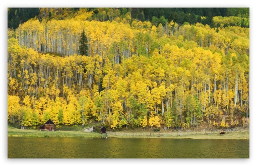 Download Mountain, Aspen Forest, Colorado, Autumn... UltraHD Wallpaper