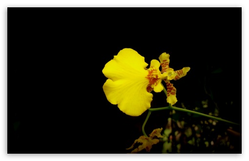 Download Yellow Orchid UltraHD Wallpaper
