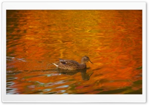Duck, Lake, Autumn