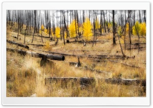 Aspen Forest Recovery