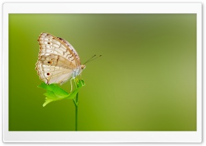 Butterfly Green Background