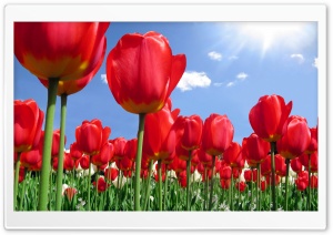 Red Tulips Field