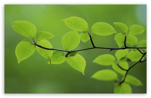 Download Branch With Green Leaves 30 UltraHD Wallpaper