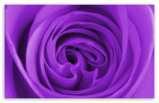 Download Purple Rose Macro UltraHD Wallpaper
