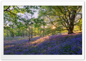 English Bluebells Flowers