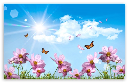 Download Butterflies And Cosmos Flowers UltraHD Wallpaper