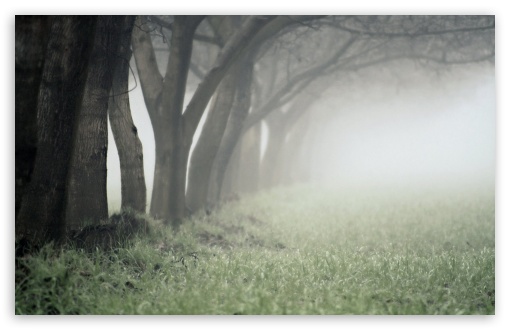 Download Foggy Day In The Forest UltraHD Wallpaper