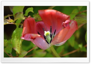 Big Reddish Bloom