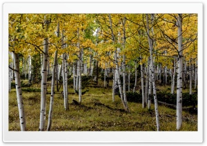 Yellow Aspens