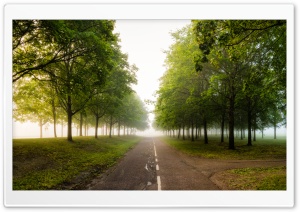 Green Trees, Mist, Road
