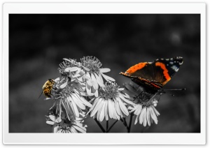 Butterfly - Bee