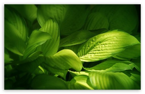 Download Green Plant Leaves UltraHD Wallpaper
